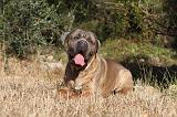 CANE CORSO 078